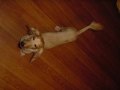 飼い犬はうなぎ犬