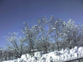 雪花見 画像1