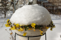 大雪
