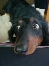 ああ～　忘れた～！ 画像2