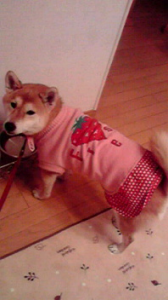 ☆耳掻きだけは…( ￣▽￣;) 画像2