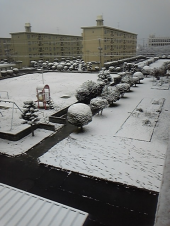 62年ぶりの積雪７センチ・・・・ 画像3