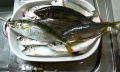 初釣り