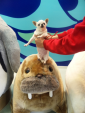 Ｌｉｔｔｌｅ　Chihuahua 画像1