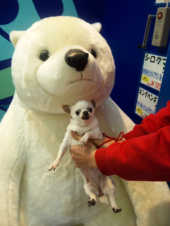 Ｌｉｔｔｌｅ　Chihuahua 画像2