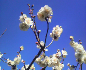 大阪城公園の梅の花 画像3