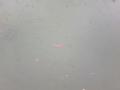 雨の中