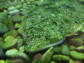 まったり 画像2