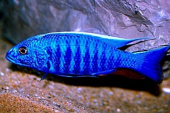熱帯魚 画像1