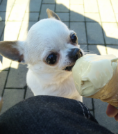 寒いけど食べたいの♪ 画像1