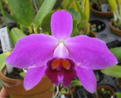 一心歩蘭さんの画像1