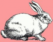 ハチミツさんの画像1