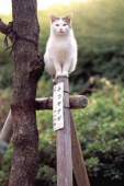 ('A`)ｳﾞｪｰさんの画像1