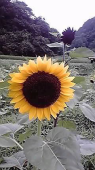 ひまわり61さんの画像1