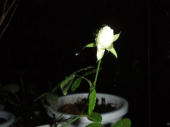 たですさんの画像1