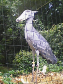 ぶたまっちょさんの画像1
