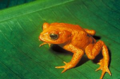 モンテベルデのカエルさんの画像1