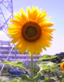 edamame828さんの画像1