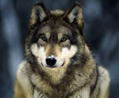 天狼さんの画像3