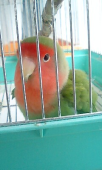 にいにさんの画像1