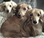 チヨドンさんの画像1