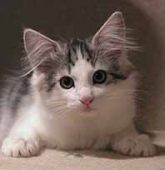 くにさんさんさんの画像1