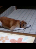 wingoasisさんの画像1