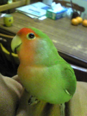ちびさちさんの画像1
