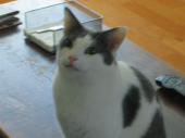 makileviさんの画像2
