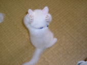 にに子さんの画像1
