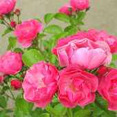 のほほんさんの画像1