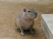 つむつむ.comさんの画像1