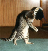 nekohandさんの画像1