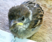 シンゴスターさんの画像1