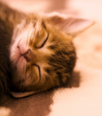 ＊恋乃音＊さんの画像1