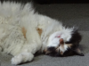 みたお