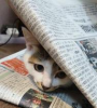ゆふこ