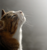 路地猫