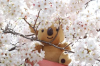 はぐれコアラ