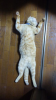 はなこぶた