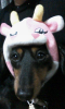 dog1