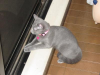 nyanyanko
