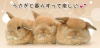 トルうさ