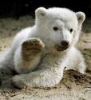 knut