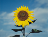 平賀源外