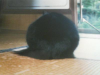 tanachu3