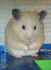 よたはち