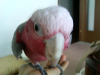 birdGarah