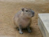 つむつむ.com