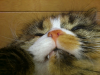 猫だまし
